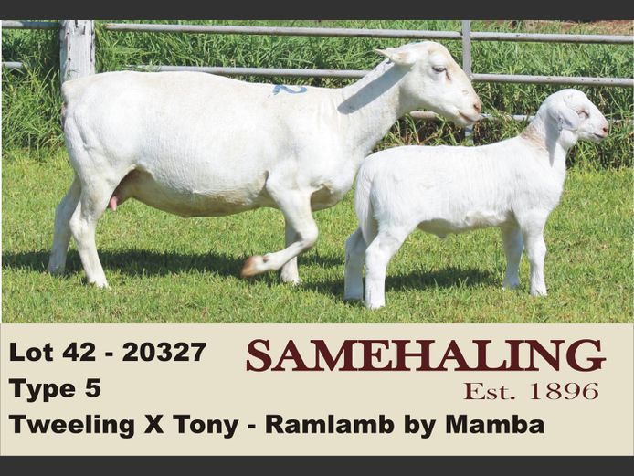 20327-331 | SAMEHALING  WIT DORPERS