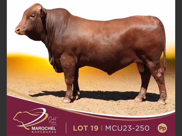 MCU 230250