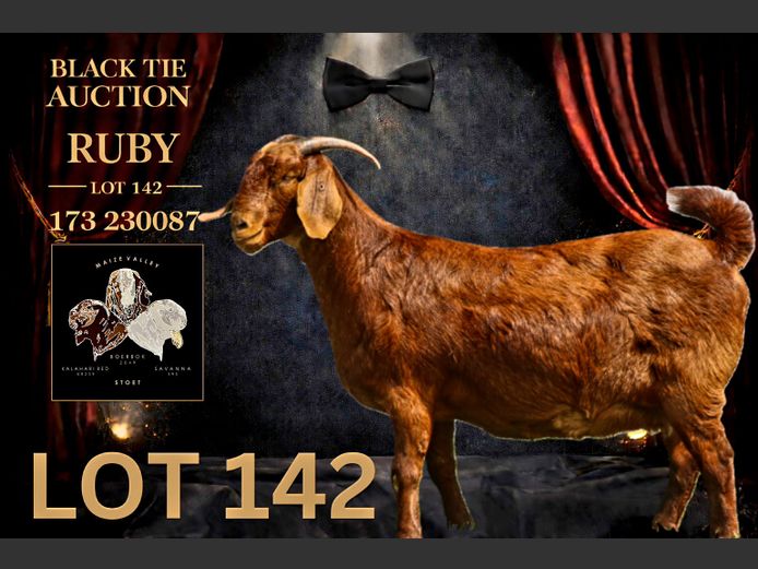 173230087 | Maize Valley Kalahari red stoet