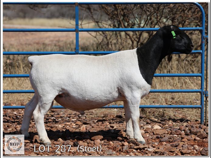 2052 24 0243 | MNR. LOUIS VAN RENSBURG
