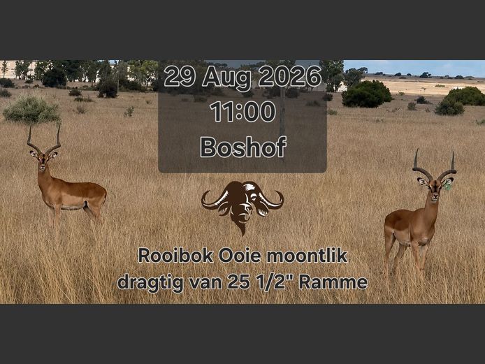 Rooibok Ooie