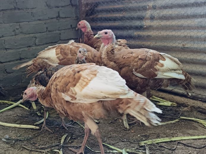 8 Bronze and Brown Turkeys | Doorndraai Farm