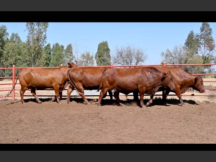 Commercial Animals | GOSSAYN BROS