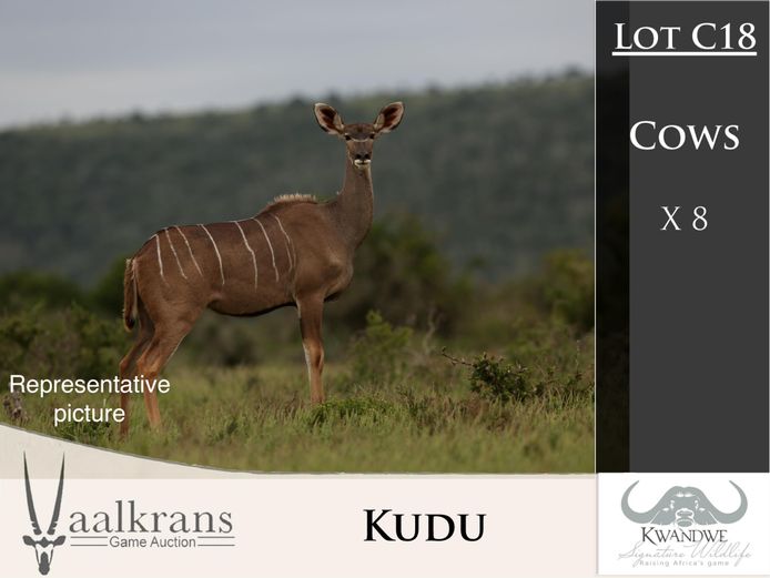 Kudu Cows