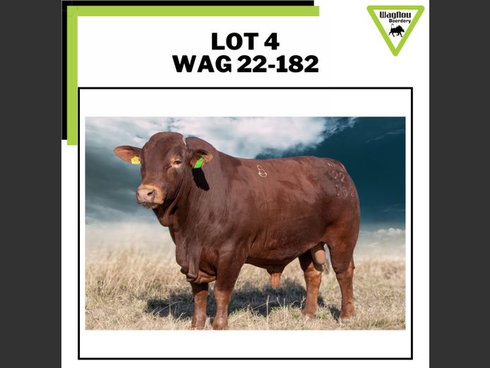 WAG 22-0182 | WAGNOU BEEFMASTER
