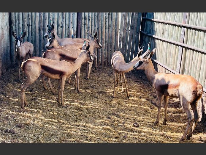 Kalahari Koper Springbokke