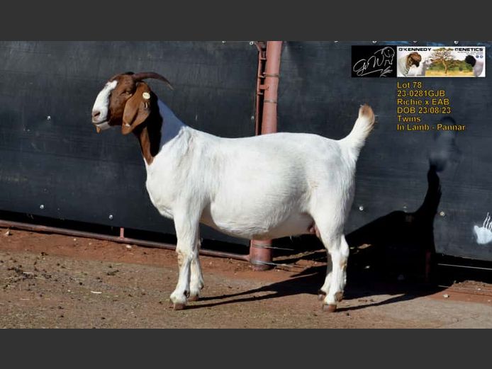 23-0281GJB | O'KENNEDY GENETICS