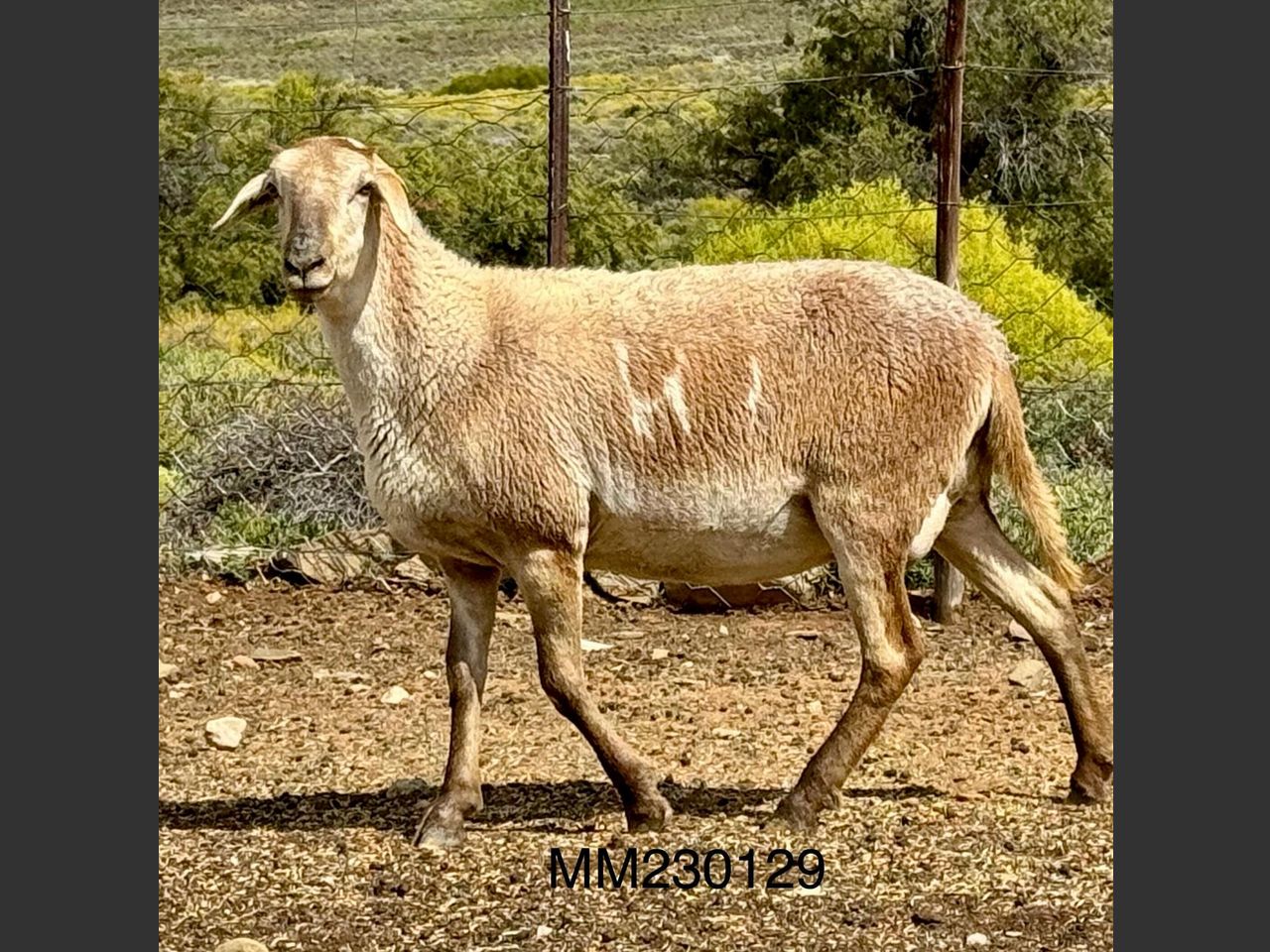 images