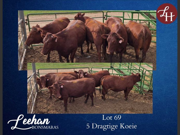 Commercial Animals | Leehan Bonsmaras Bonsmaras