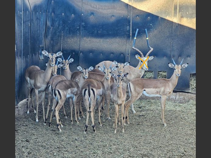 IMPALA | KOLOBE WILDLIFE