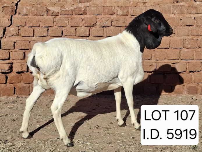5919 | Francois van Rensburg Farming