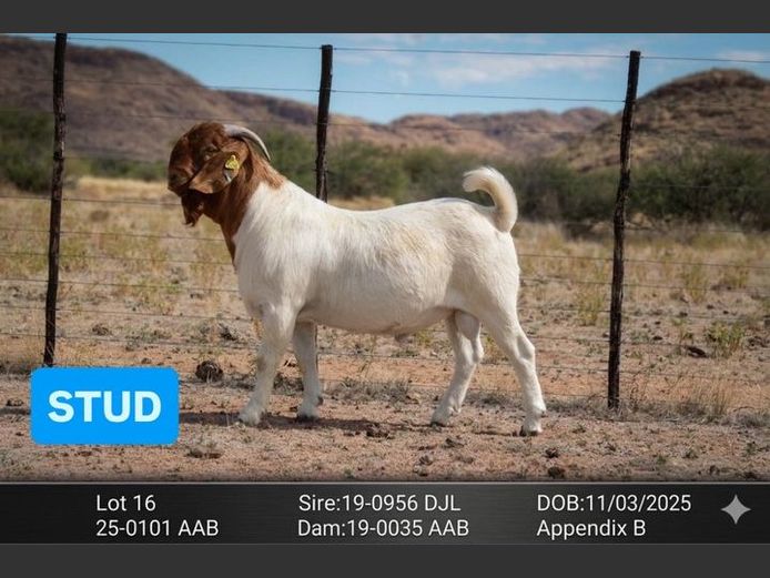 25-0101 AAB | AC BOERBOKSTOET