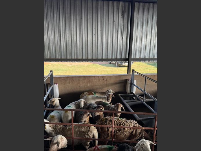 MEATMASTER | LOUMA BOERDERY