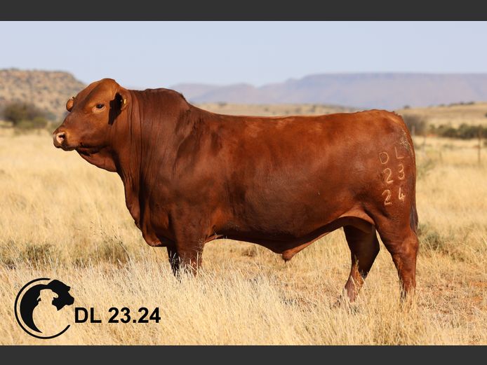 DL2324 | LORD DM