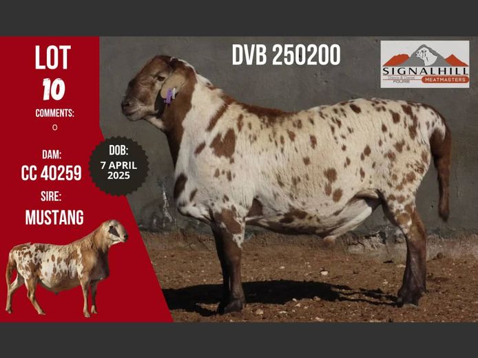 250200 | SignalHill Meatmasters
