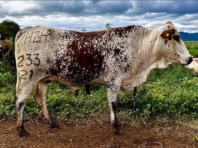 HZH 210233 | HZH NGUNI`S