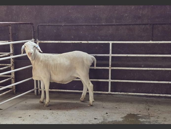 139 24 0454 | MNR. PR WIESE H/A BULBERG BDY