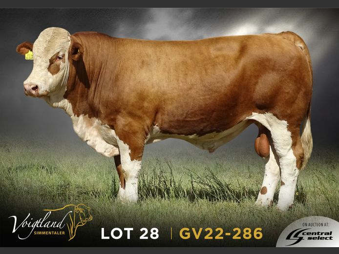GV22-0286 | VOIGTLAND SIMMENTALER