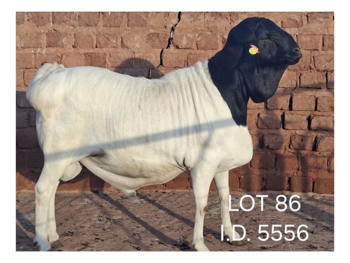 5556 | FRANCOIS VAN RENSBURG