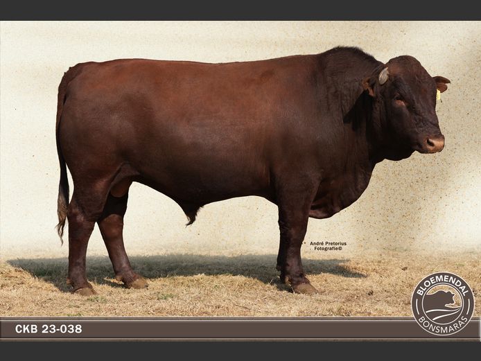 CKB 230038 | CHRIS KRUGELL BLOEMENDAL