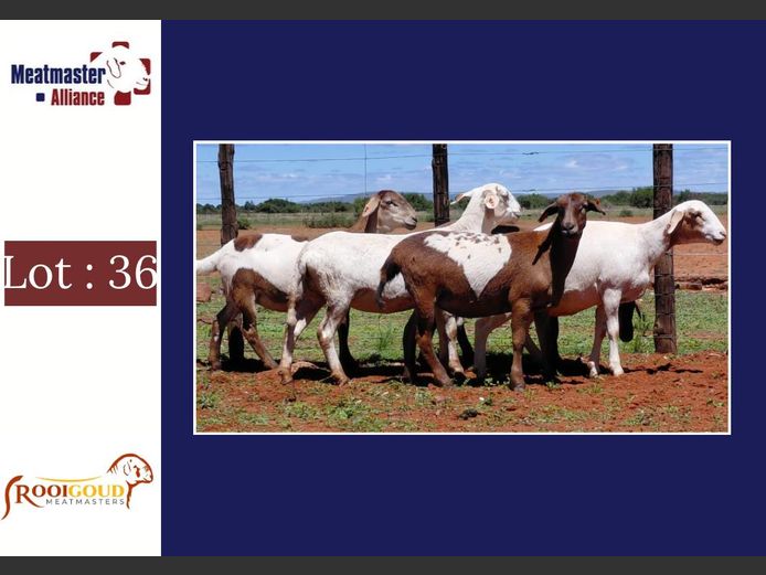 Ooie | Rooigoud Meatmasters