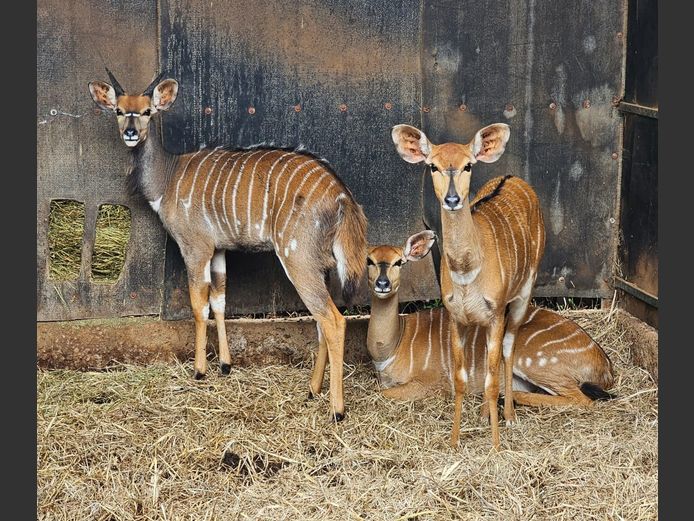 NYALA | BUFFELSKOM BDY