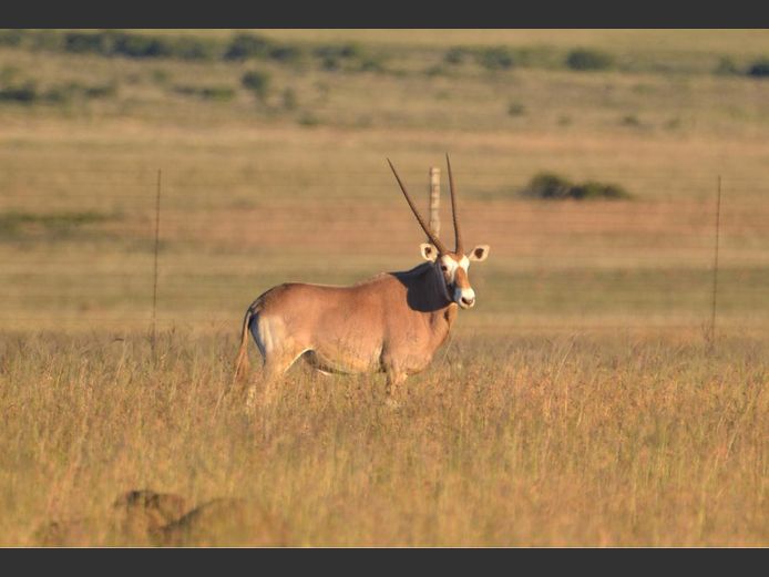 Goue Gemsbok | Cobus Bornman
