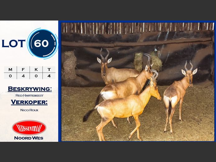 Red Hartebeest