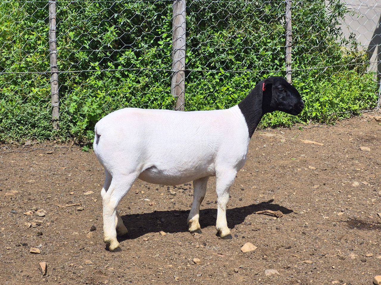 images
