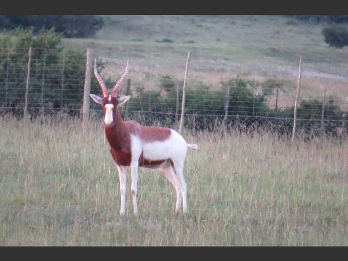 Saddleback Blesbok Ram  | PJ Snyman