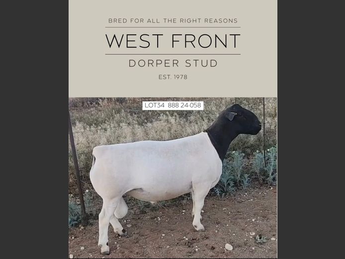 888 24 0058 | West Front Dorpers