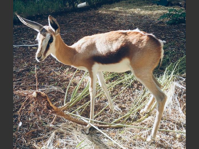 Kalahari Springbok Ooi (Hansmak)