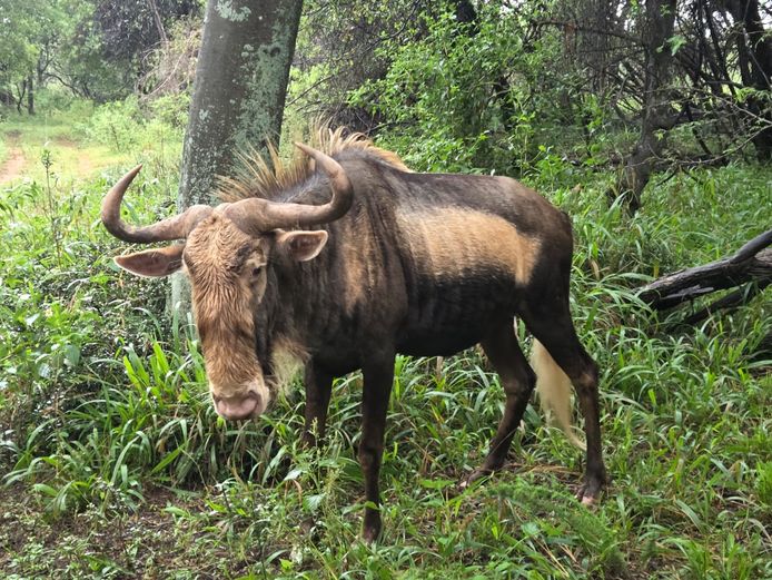 KONING WILDEBEES | DATA SAFARIS