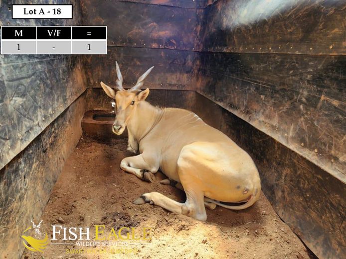 ELAND | JOHAN DU PREEZ