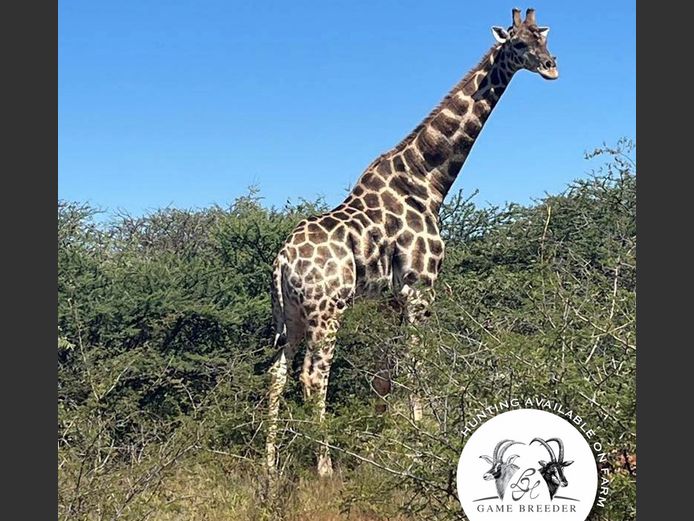Giraffe Bulls Dark A-B | WATERBERG PLATO GAME BREEDERS