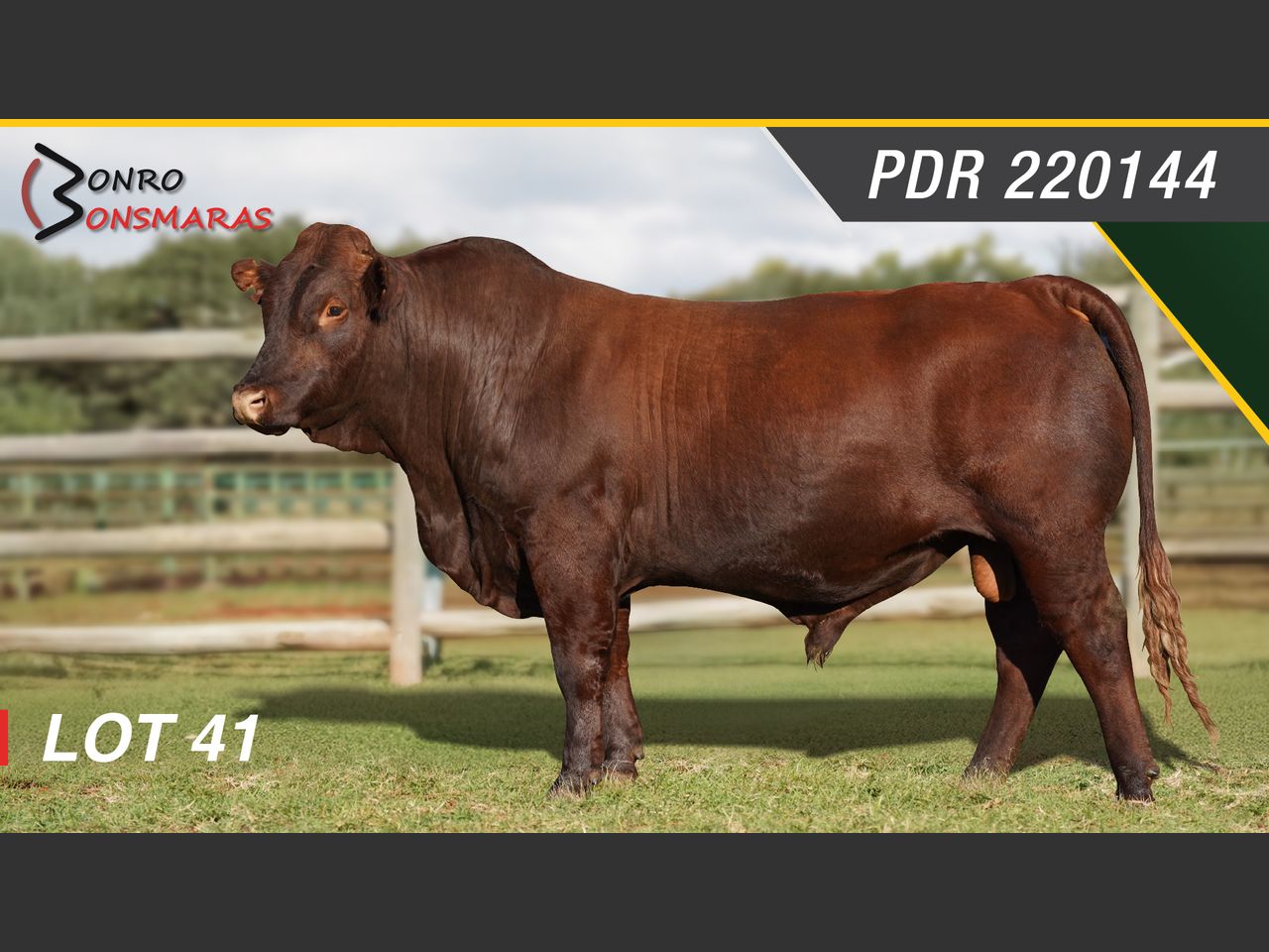 Lot 41 | SYFERFONTEIN BONSMARAS 26STE PRODUKSIEVEILING | SwiftVEE ...