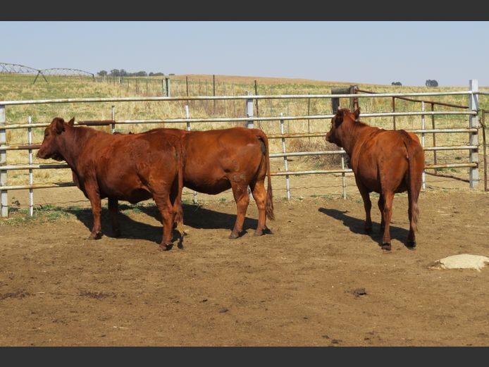 Commercial Animals