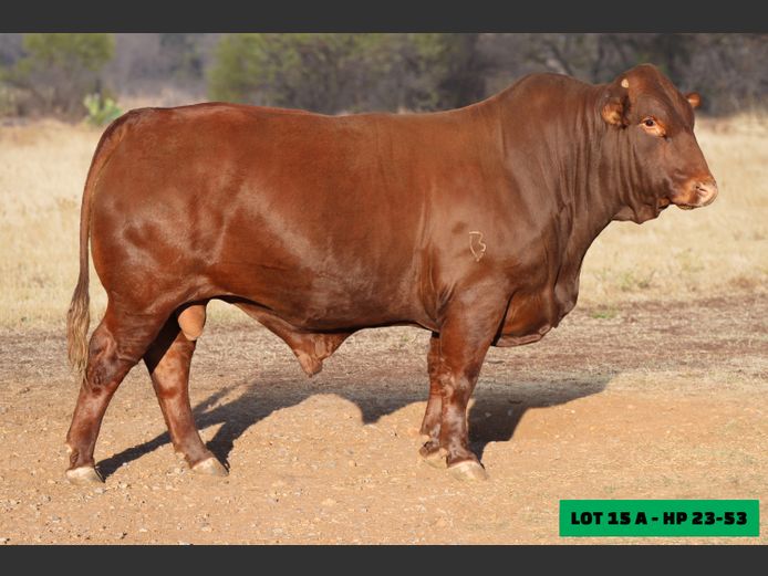 HP2353 | LEONLIZA BONSMARAS