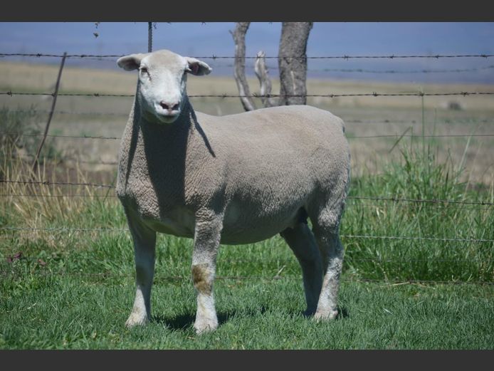 T 240339 | TWEE BROERS DORMER STOET