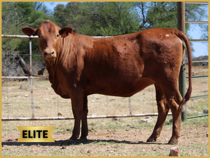 GA  230208 | GANNA AAR BOERDERY (EDMS) BPK