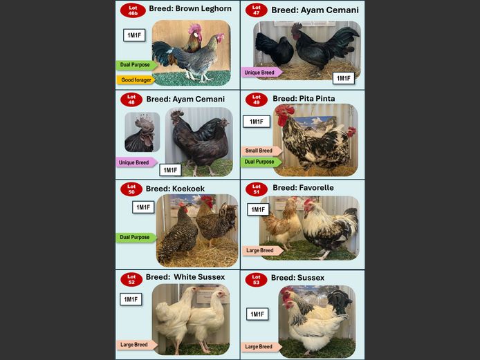 BROWN LEGHORN | ANNUAL MYTILUS AND ELOFF