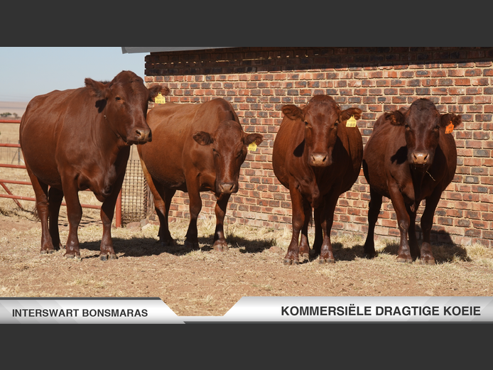 Commercial Animals | Interswart Bonsmaras - Northam