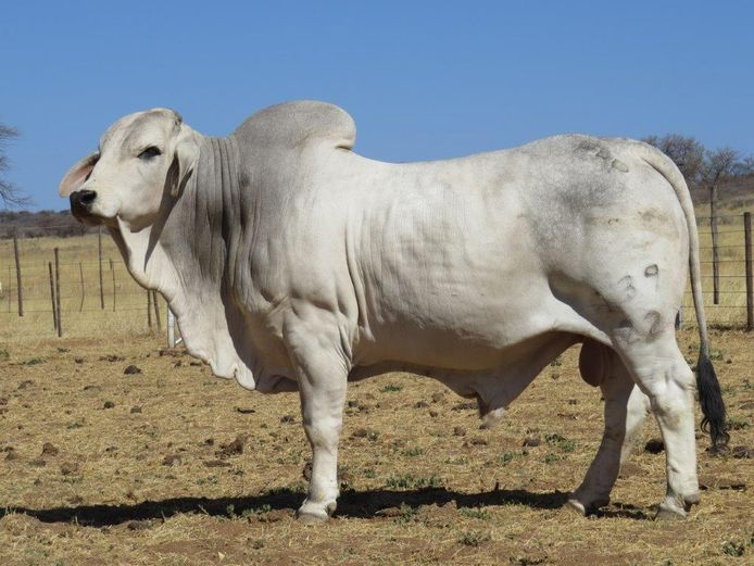 22-0139ERP | HARROBI BRAHMAN