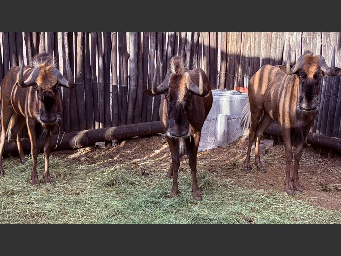 Swart Wildebees Teeldiere