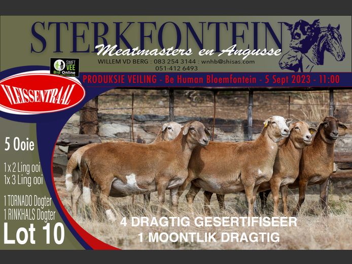 Ewes | Sterkfontein Meatmasters