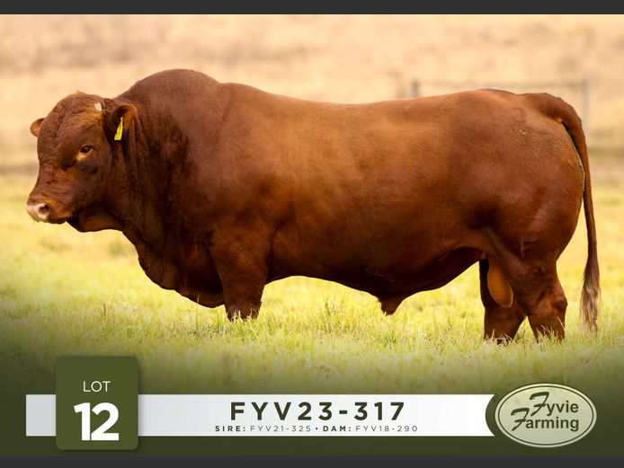 FYV23-317 | Fyvie