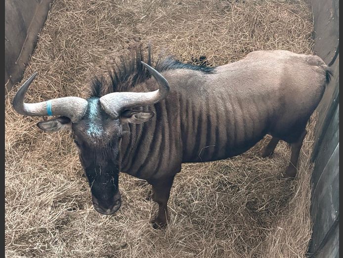 Blouwildebees Jagbul