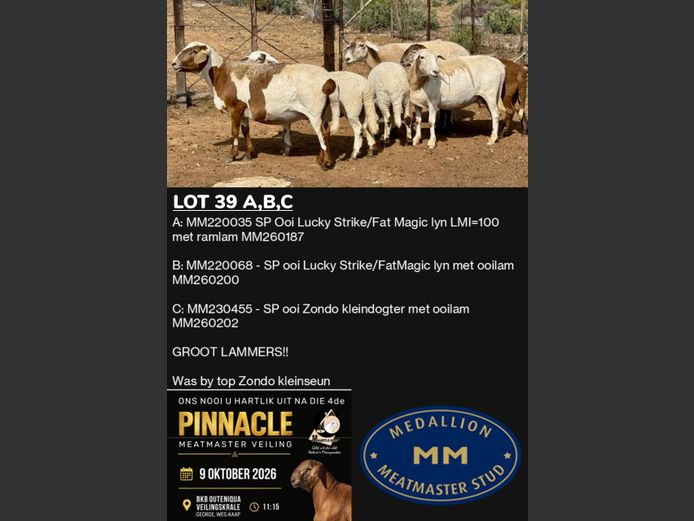 MM230455 | MEDALLION MEATMASTER STOET