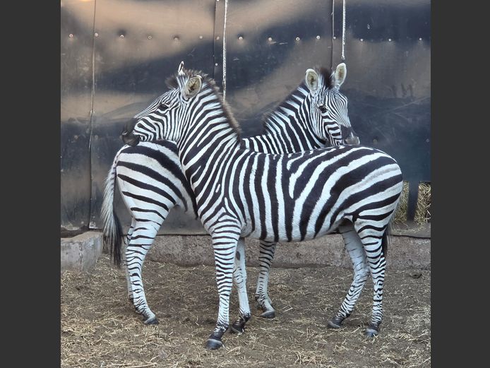 ZEBRA (no vat) | EB WILD