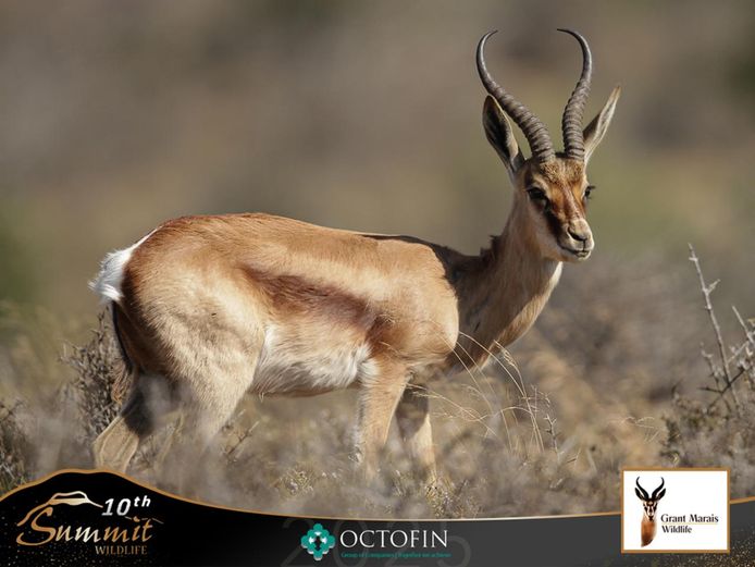 Royal Springbok Group